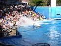 Sea World-118